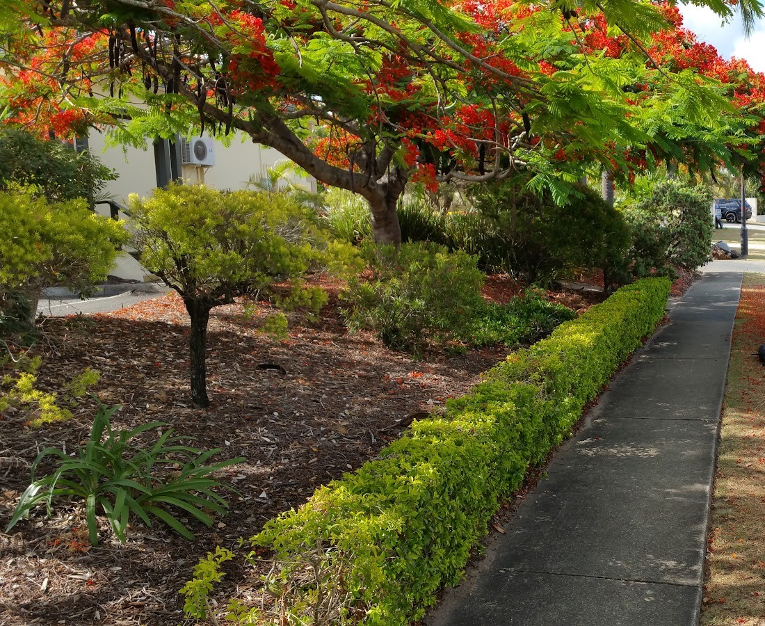 Low clipped hedge and mulched garden under a flowering poinciana tree