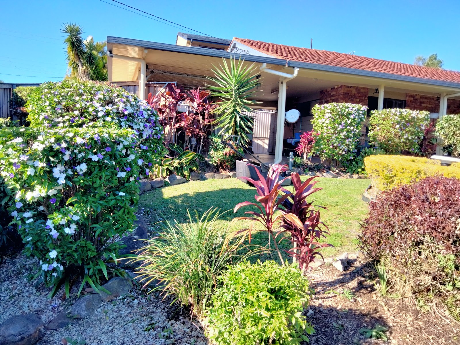 Colourful front garden with cordylines and flowering shrubs